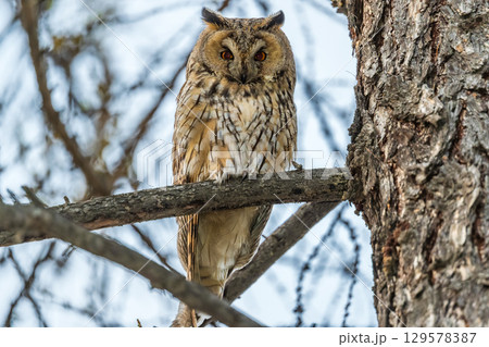 Long-eared owl (Asio otus), looking forward with wide opened eyes 129578387