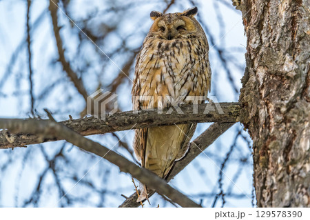 Long-eared owl (Asio otus), looking forward with wide opened eyes 129578390
