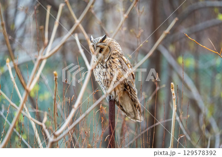 Long-eared owl (Asio otus), looking forward with wide opened eyes 129578392