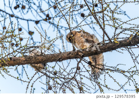 Long-eared owl owlet on a tree 129578395
