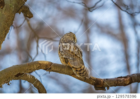 Long-eared owl (Asio otus), looking forward with wide opened eyes Long-eared owl (Asio otus), looking forward with wide opened eyes 129578396