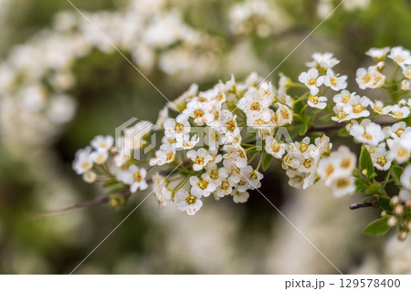 White blossoming apple trees. White apple tree flowers 129578400
