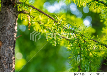 Young branches of larch. Closeup of green larch young needles. 129578403