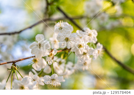 White blossoming apple trees. White apple tree flowers White blossoming apple trees. White apple tree flowers 129578404