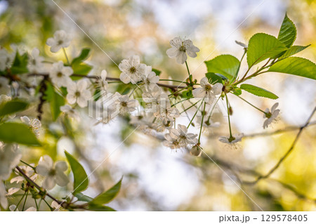 White blossoming apple trees. White apple tree flowers 129578405