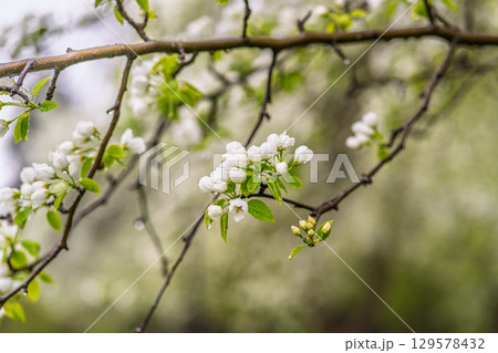 White blossoming apple trees with rain drops 129578432