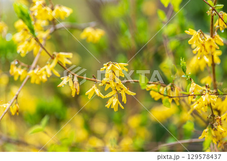 Forsythia with rain drops. Blooming forsythia bush. Yellow flower on a branch of forsythia. 129578437