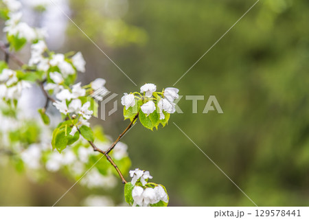 White blossoming apple trees with rain drops 129578441