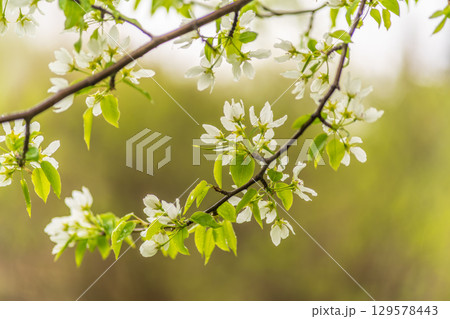 White blossoming apple trees with rain drops 129578443