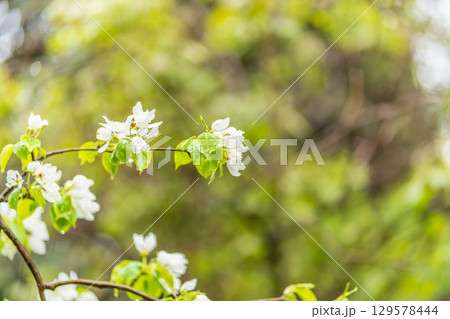 White blossoming apple trees with rain drops 129578444