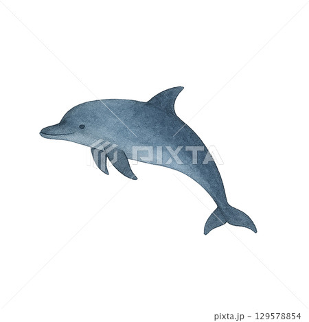 イルカの切り抜きイラスト（リアル調・背景透過PNG） 129578854