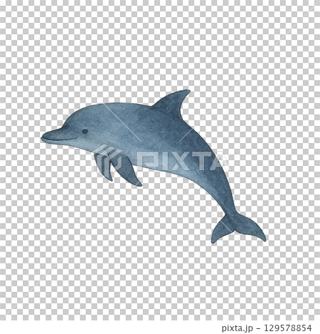 イルカの切り抜きイラスト（リアル調・背景透過PNG） 129578854
