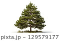 Pine tree isolated on white 129579177