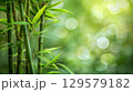 Bamboo leaves. The sun is shining through the leaves. Leaves are green and lush. 129579182