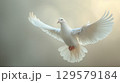 pigeon fly in clean white background 129579184