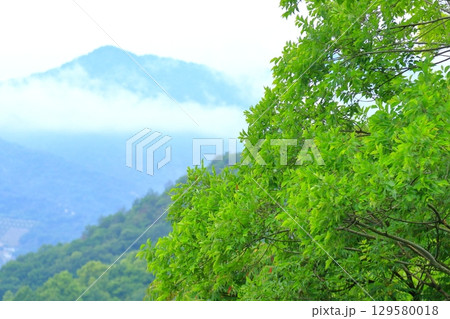 雨降が降る しっとりとした五月の風景 129580018