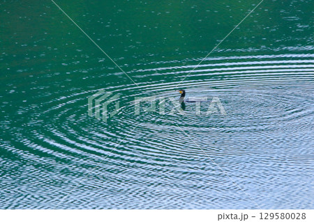 潜水後 水面から顔を出す川鵜 129580028