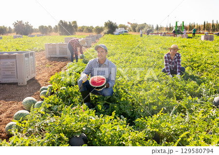 Man gathering ripe watermelons on plantation Man gathering ripe watermelons on plantation 129580794