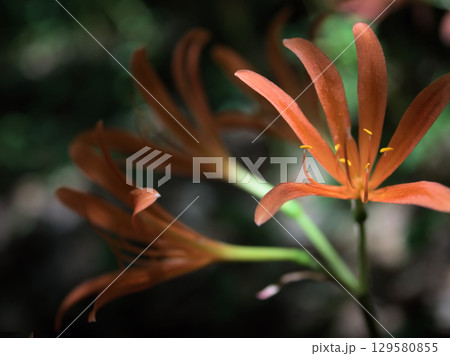 猛暑の8月に美しく咲いたオレンジ色の狐の剃刀（キツネノカミソリ） 129580855