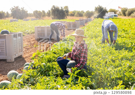 Woman plantation worker picking ripe watermelon on field Woman plantation worker picking ripe watermelon on field 129580898