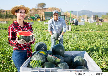 Farmer posing in field with watermelons crop Farmer posing in field with watermelons crop 129580942