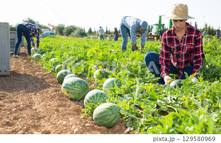 Woman plantation worker picking ripe watermelon on field Woman plantation worker picking ripe watermelon on field 129580969