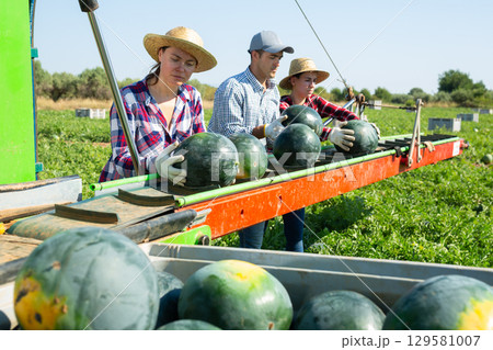Workers picking ripe watermelons using harvesting machine 129581007