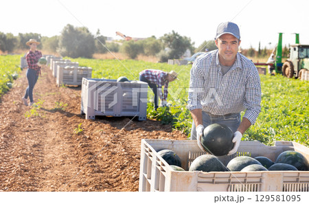 Man gathering ripe watermelons on plantation 129581095