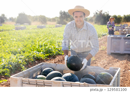 Positive man picking fresh watermelons on field 129581100