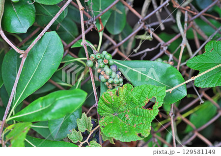 金網に巻き付いているエビヅルの実（夏、八月） 129581149