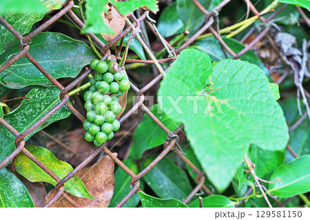金網に巻き付いている緑色のエビヅルの実（夏、八月） 129581150