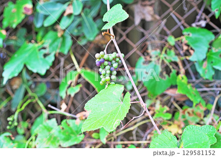 金網に巻き付いているエビヅルの実（夏、八月） 129581152