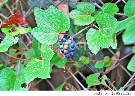 金網に巻き付いているエビヅルの実（夏、八月） 129581153