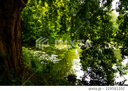 Serene forest pond with lush greenery and tranquil reflections Serene forest pond with lush greenery and tranquil reflections 129581202