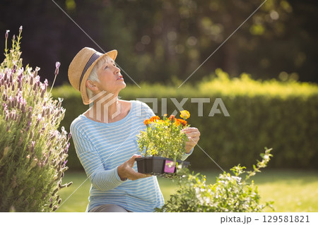 Senior woman wearing straw hat kneeling by lavender shrub with black tray inspecting marigold bloom Senior woman wearing straw hat kneeling by lavender shrub with black tray inspecting marigold bloom 129581821