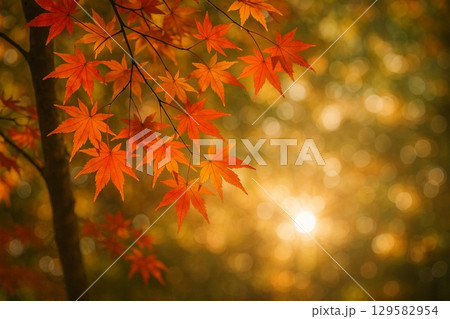 秋　紅葉　モミジ　　 129582954