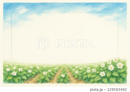 フレーム素材　ジャガイモ畑　じゃがいもの花 129583492