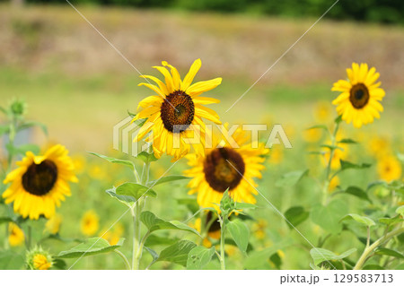 夏の花のある風景 夏の花のある風景 129583713