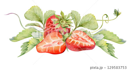Strawberry berries full and cut in half with leaves tendrils hand drawn in watercolor, ripe forest garden harvest, heap group. Isolated botanical illustration. Dessert menu, grocery, farmers market 129583753