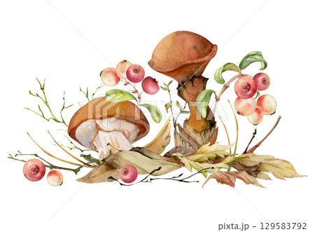 Suillus larch bolete slippery jack mushroom, cranberry lingonberry berries. Fungi on top of fallen autumn leaves with twigs needles. Hand drawn watercolor Illustration. Autumn woodland natural scene. Suillus larch bolete slippery jack mushroom, cranberry lingonberry berries. Fungi on top of fallen autumn leaves with twigs needles. Hand drawn watercolor Illustration. Autumn woodland natural scene. 129583792