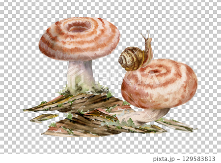 Lactarius milk-cap russula striped mushroom fungus on bark, moss lichen growth, snail on cap. Nature illustration hand drawn in watercolor. Autumn forest floor ecosystem, biodiversity habitat scene Lactarius milk-cap russula striped mushroom fungus on bark, moss lichen growth, snail on cap. Nature illustration hand drawn in watercolor. Autumn forest floor ecosystem, biodiversity habitat scene 129583813