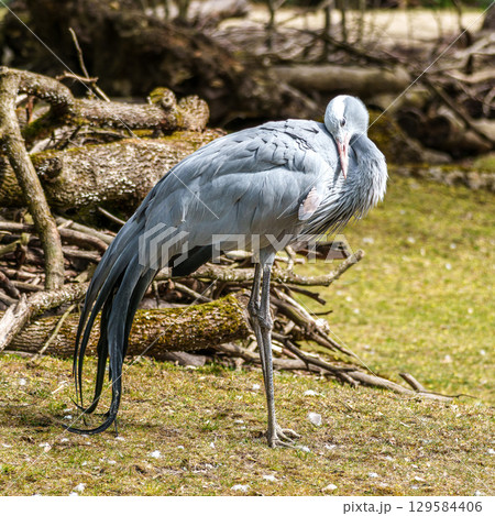 The Blue Crane, Grus paradisea, is an endangered bird 129584406