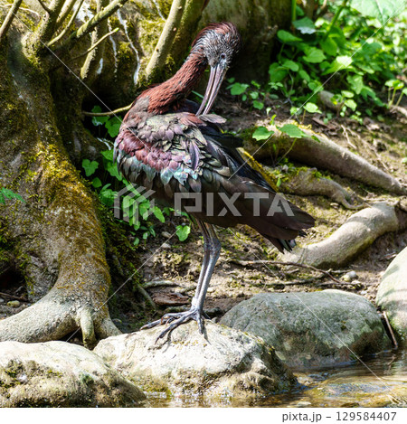 Glossy ibis, Plegadis falcinellus in a german nature park 129584407