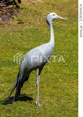 The Blue Crane, Grus paradisea, is an endangered bird The Blue Crane, Grus paradisea, is an endangered bird 129584414