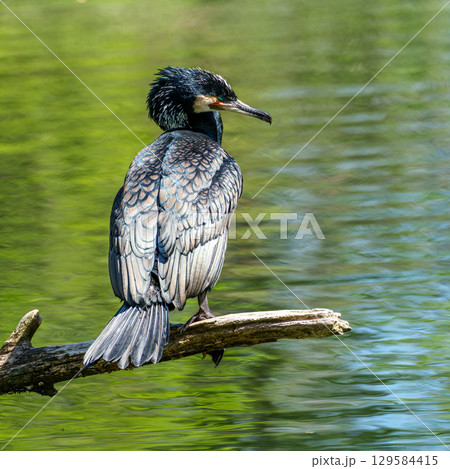 The great cormorant, Phalacrocorax carbo sitting on a branch 129584415