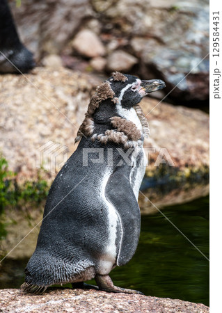 Humboldt Penguin, Spheniscus humboldti in a park 129584431