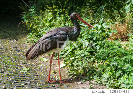 Black stork, Ciconia nigra in a german nature park Black stork, Ciconia nigra in a german nature park 129584432
