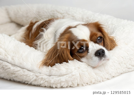 Cavalier king charles spaniel relaxing in fluffy white bed, brown and white puppy sleeping comfortably 129585015