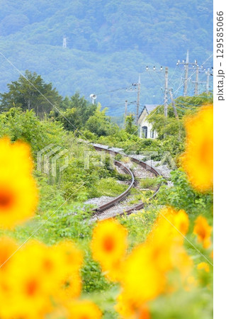 ひまわり畑を行く列車　小海線 129585066
