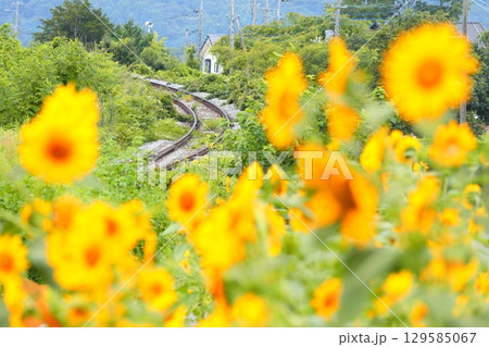 ひまわり畑を行く列車　小海線 129585067